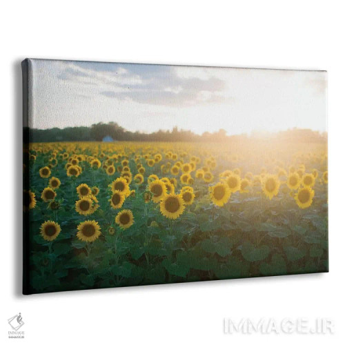 تابلو مزرعه گل آفتابگردان ۱ اثر چلسیا ویکتوریا - نمای پرسپکتیو محصول