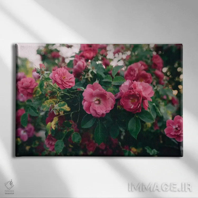 تابلو بوته گل رز ۱ اثر چلسیا ویکتوریا - نمای روبهرو روی دیوار