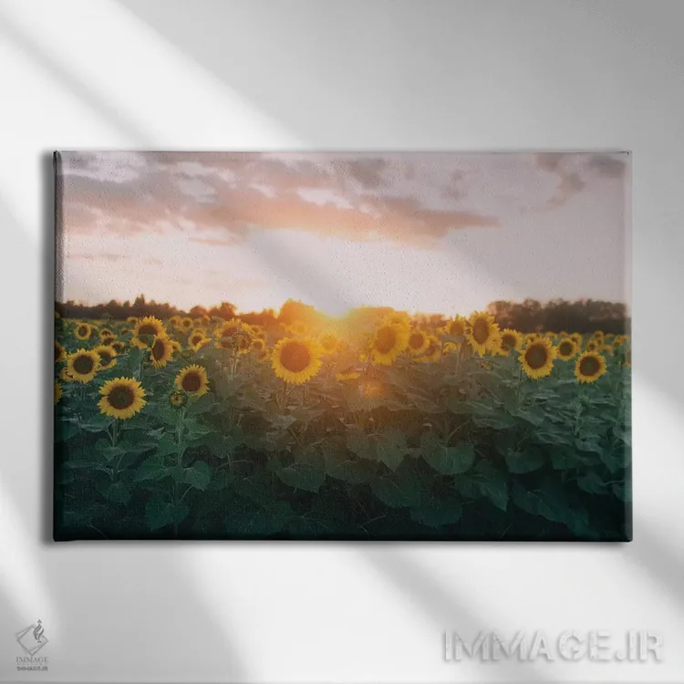 تابلو مزرعهٔ گل آفتابگردان و غروب آفتاب اثر چلسیا ویکتوریا - نمای روبهرو روی دیوار