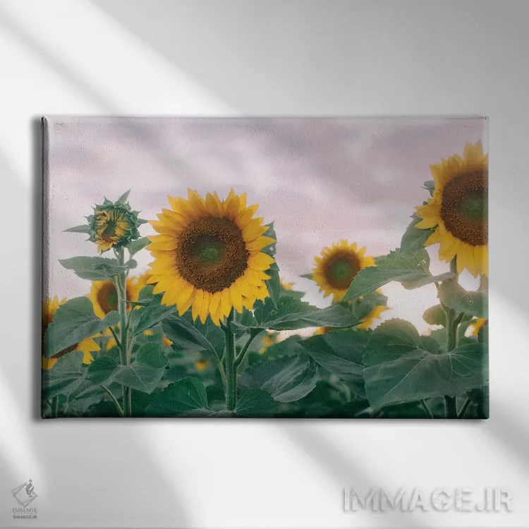 تابلو آفتابگردانها در غروب آفتاب ۱ اثر چلسیا ویکتوریا - نمای روبهرو روی دیوار