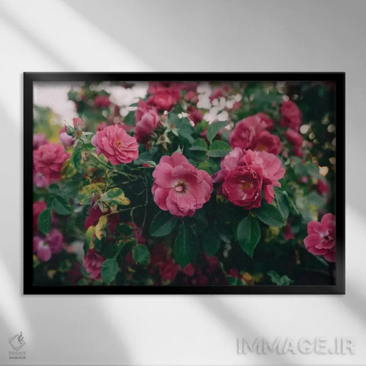 تابلو بوته گل رز ۱ اثر چلسیا ویکتوریا - نمای قابدار مشکی