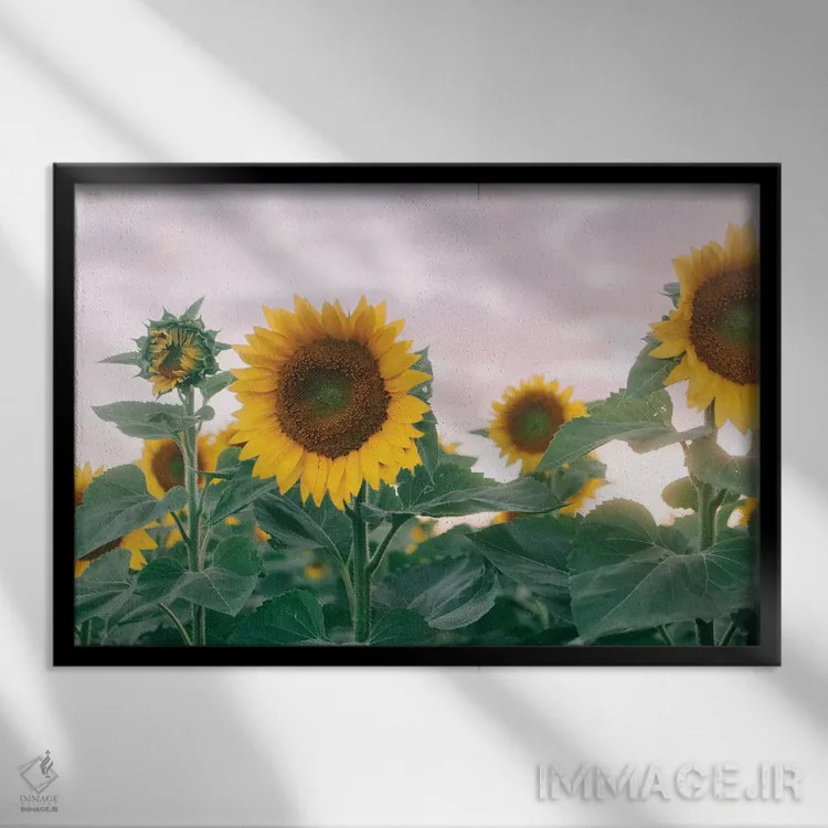 تابلو آفتابگردانها در غروب آفتاب ۱ اثر چلسیا ویکتوریا - نمای قابدار مشکی