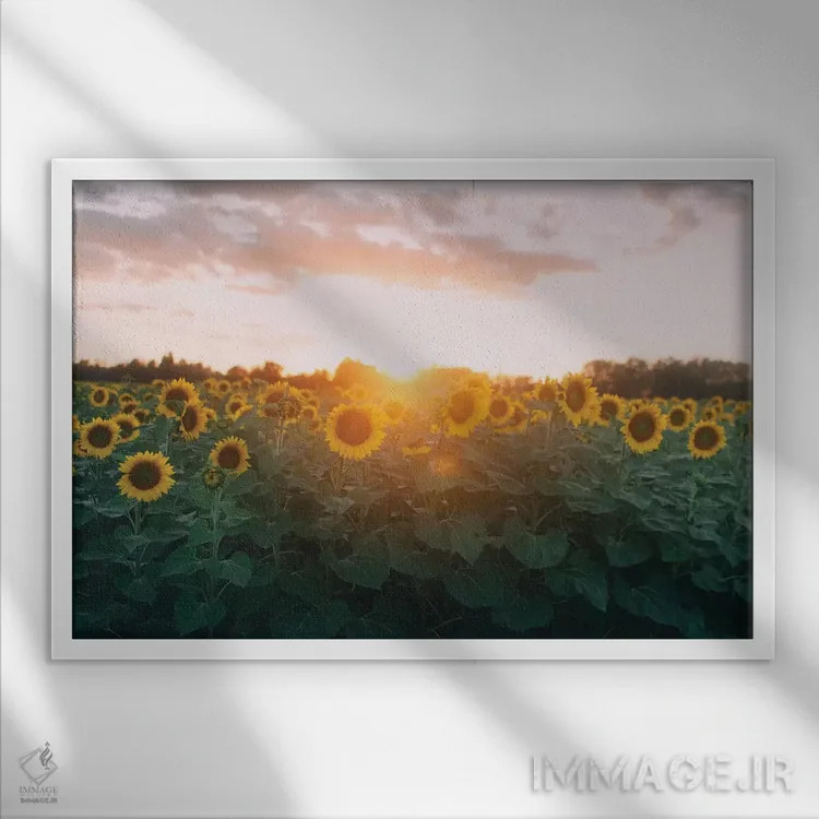 تابلو مزرعهٔ گل آفتابگردان و غروب آفتاب اثر چلسیا ویکتوریا - نمای قابدار سفید