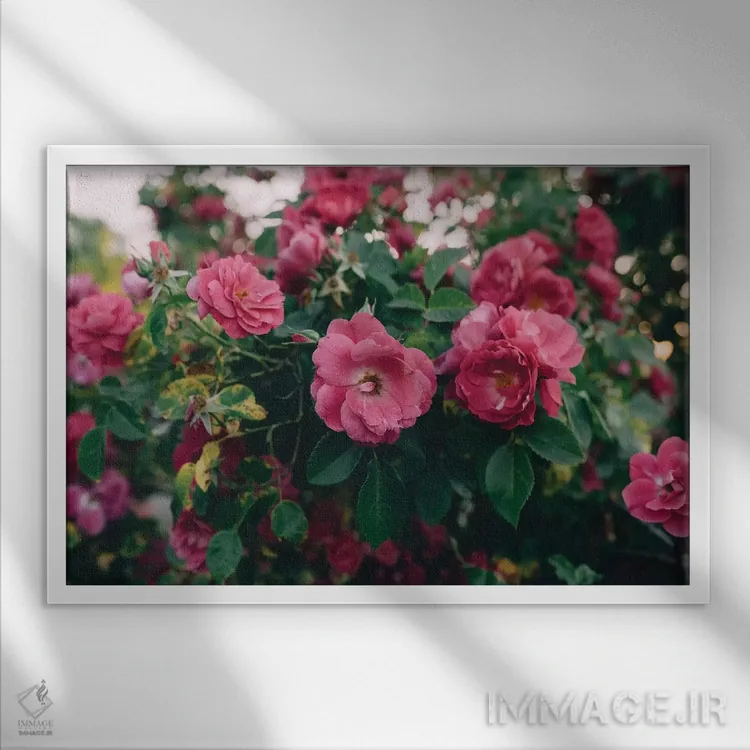 تابلو بوته گل رز ۱ اثر چلسیا ویکتوریا - نمای قابدار سفید