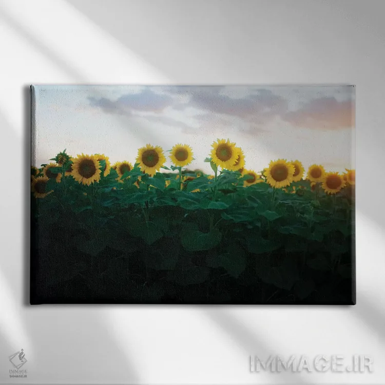 تابلو آفتابگردانها در غروب آفتاب ۲ اثر چلسیا ویکتوریا - نمای روبهرو روی دیوار