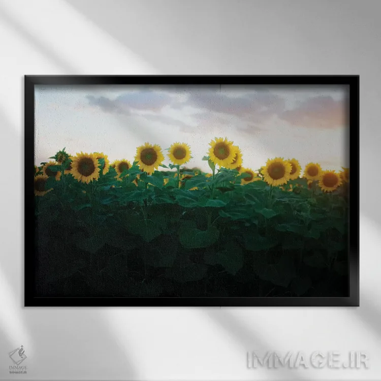 تابلو آفتابگردانها در غروب آفتاب ۲ اثر چلسیا ویکتوریا - نمای قابدار مشکی