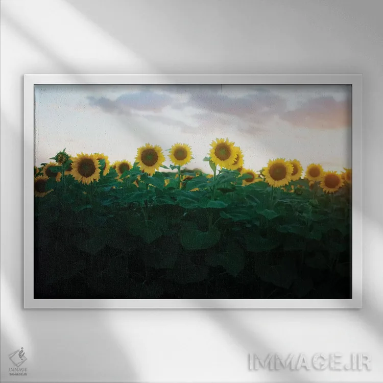 تابلو آفتابگردانها در غروب آفتاب ۲ اثر چلسیا ویکتوریا - نمای قابدار سفید