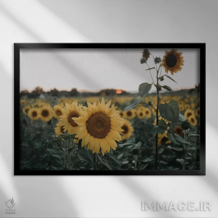 تابلو آفتابگردانها اثر چلسیا ویکتوریا - نمای قابدار مشکی