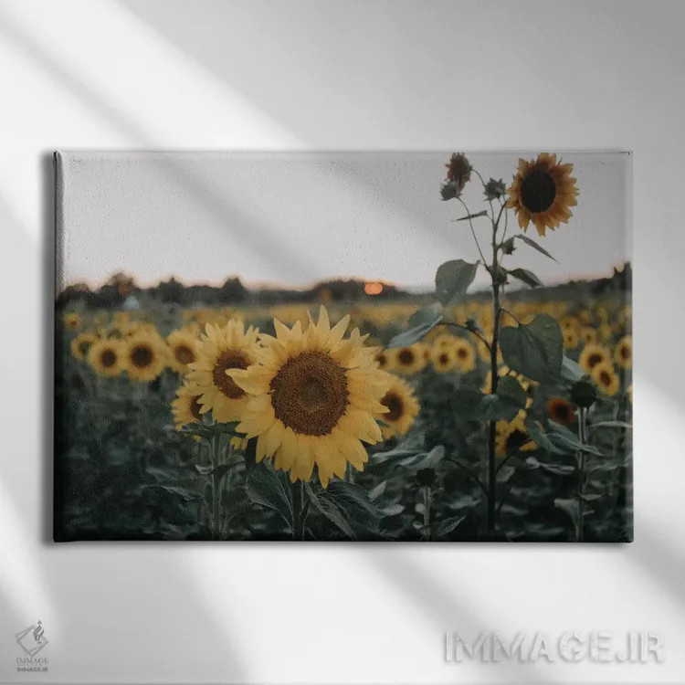 تابلو آفتابگردانها اثر چلسیا ویکتوریا - نمای روبهرو روی دیوار