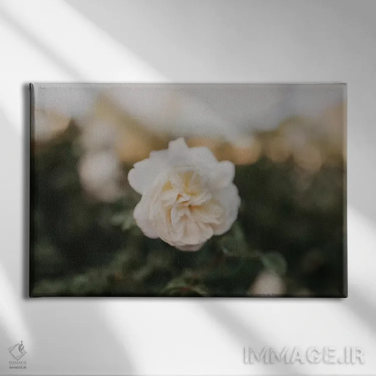 تابلو رز زرد اثر چلسیا ویکتوریا - نمای روبهرو روی دیوار