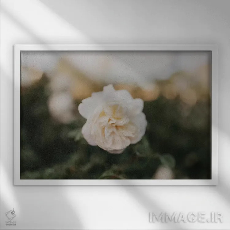 تابلو رز زرد اثر چلسیا ویکتوریا - نمای قابدار سفید