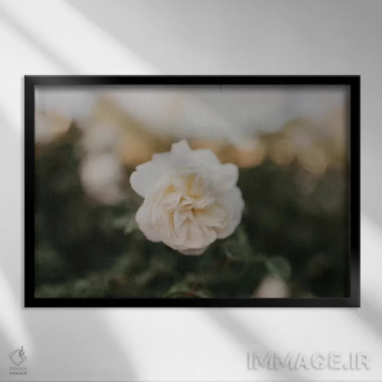 تابلو رز زرد اثر چلسیا ویکتوریا - نمای قابدار مشکی