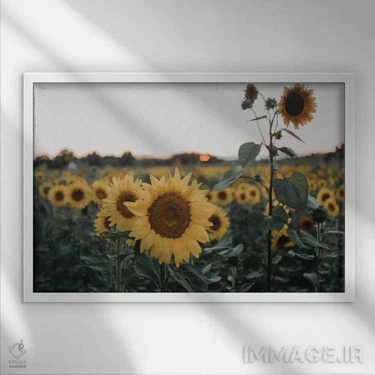 تابلو آفتابگردانها اثر چلسیا ویکتوریا - نمای قابدار سفید