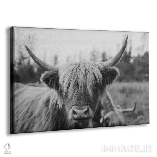 تابلو گاو هایلند سیاه و سفید اثر چلسیا ویکتوریا - نمای پرسپکتیو محصول