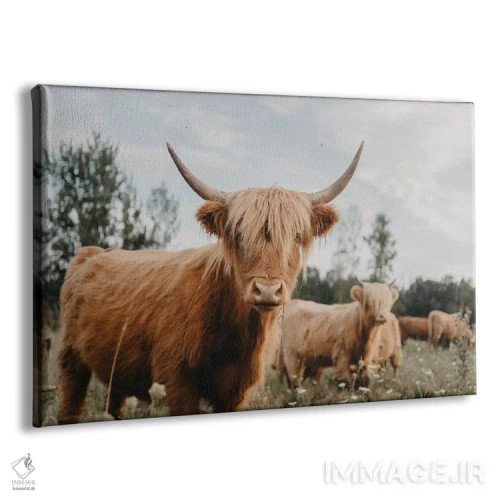 تابلو گاو هایلند اثر چلسیا ویکتوریا - نمای پرسپکتیو محصول