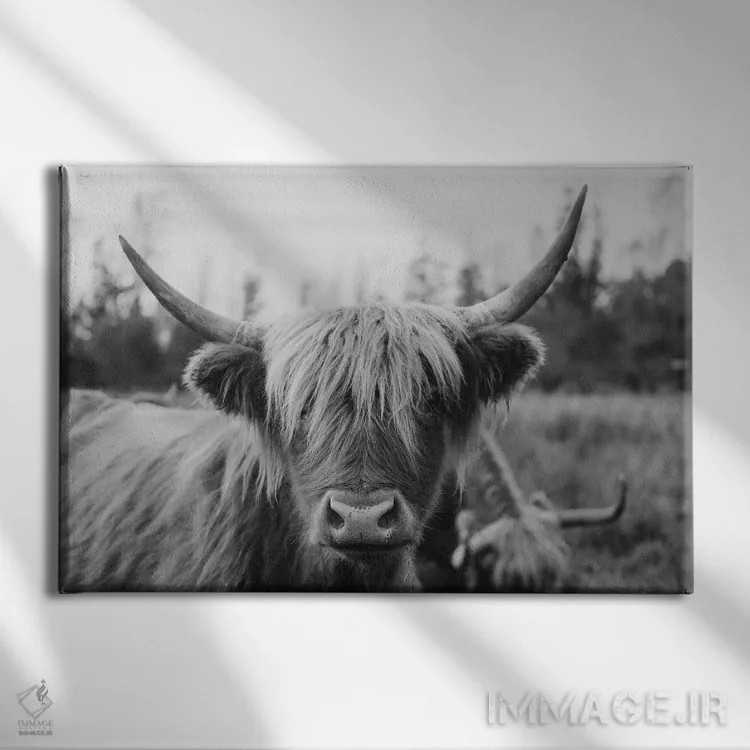 تابلو گاو هایلند سیاه و سفید اثر چلسیا ویکتوریا - نمای روبهرو روی دیوار