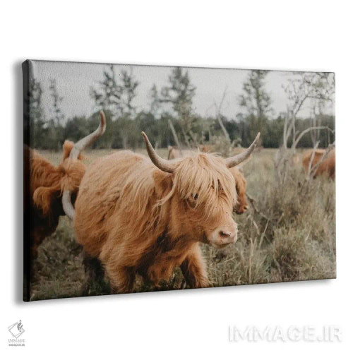 تابلو گاو هایلند در حرکت اثر چلسیا ویکتوریا - نمای پرسپکتیو محصول