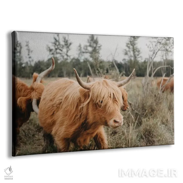 تابلو گاو هایلند در حرکت اثر چلسیا ویکتوریا - نمای پرسپکتیو محصول