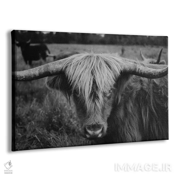 تابلو گاو هایلند سیاه و سفید اثر چلسیا ویکتوریا - نمای پرسپکتیو محصول