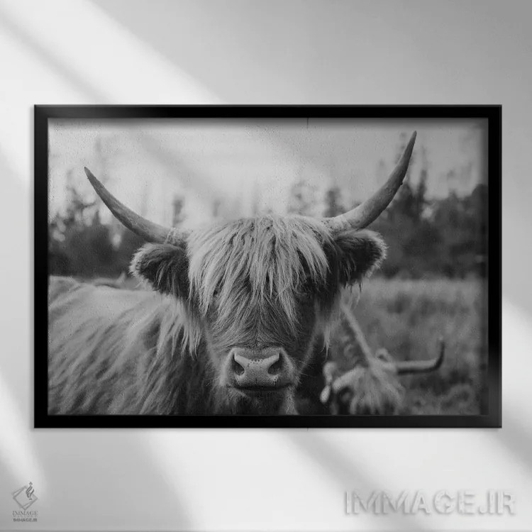 تابلو گاو هایلند سیاه و سفید اثر چلسیا ویکتوریا - نمای قابدار مشکی