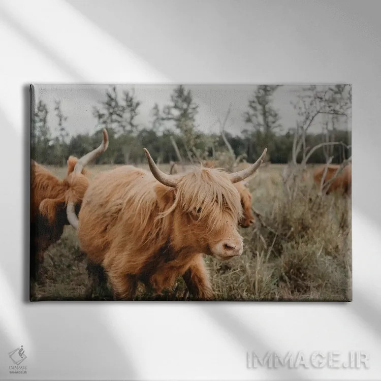 تابلو گاو هایلند در حرکت اثر چلسیا ویکتوریا - نمای روبهرو روی دیوار