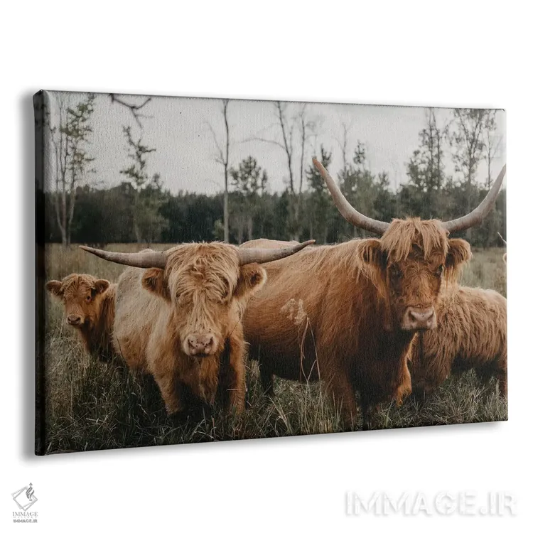 تابلو گله گاو هایلند اثر چلسیا ویکتوریا - نمای پرسپکتیو محصول