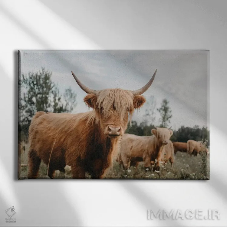 تابلو گاو هایلند اثر چلسیا ویکتوریا - نمای روبهرو روی دیوار