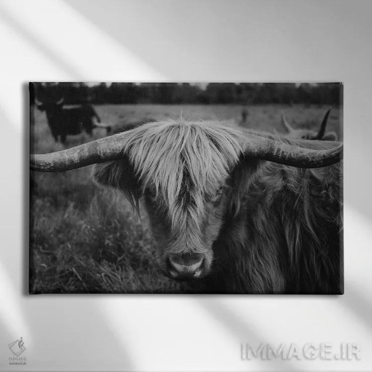 تابلو گاو هایلند سیاه و سفید اثر چلسیا ویکتوریا - نمای روبهرو روی دیوار