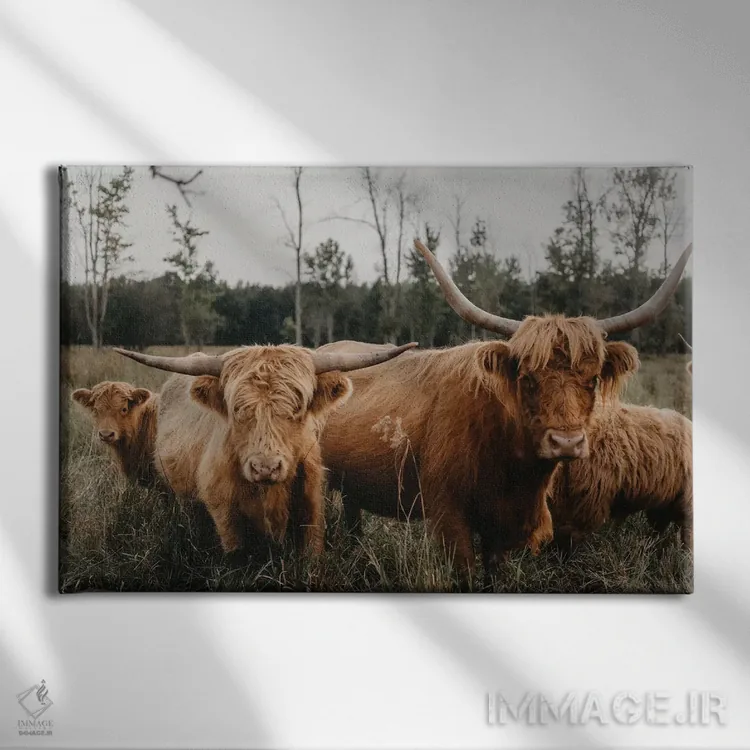 تابلو گله گاو هایلند اثر چلسیا ویکتوریا - نمای روبهرو روی دیوار