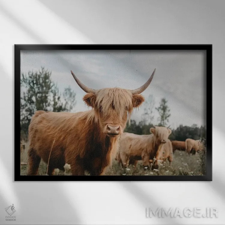 تابلو گاو هایلند اثر چلسیا ویکتوریا - نمای قابدار مشکی