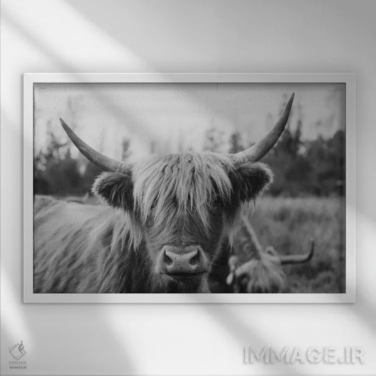تابلو گاو هایلند سیاه و سفید اثر چلسیا ویکتوریا - نمای قابدار سفید