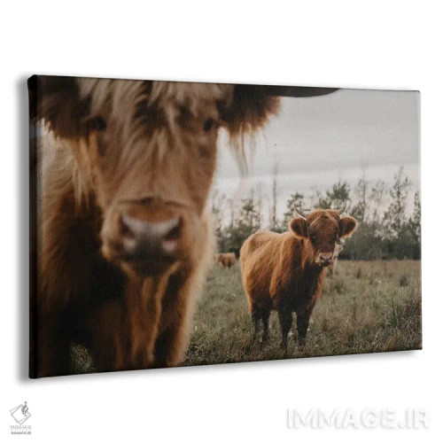 تابلو گاوهای هایلند اثر چلسیا ویکتوریا - نمای پرسپکتیو محصول