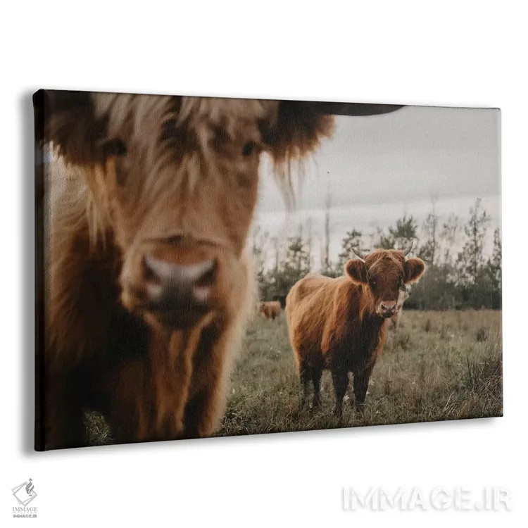 تابلو گاوهای هایلند اثر چلسیا ویکتوریا - نمای پرسپکتیو محصول