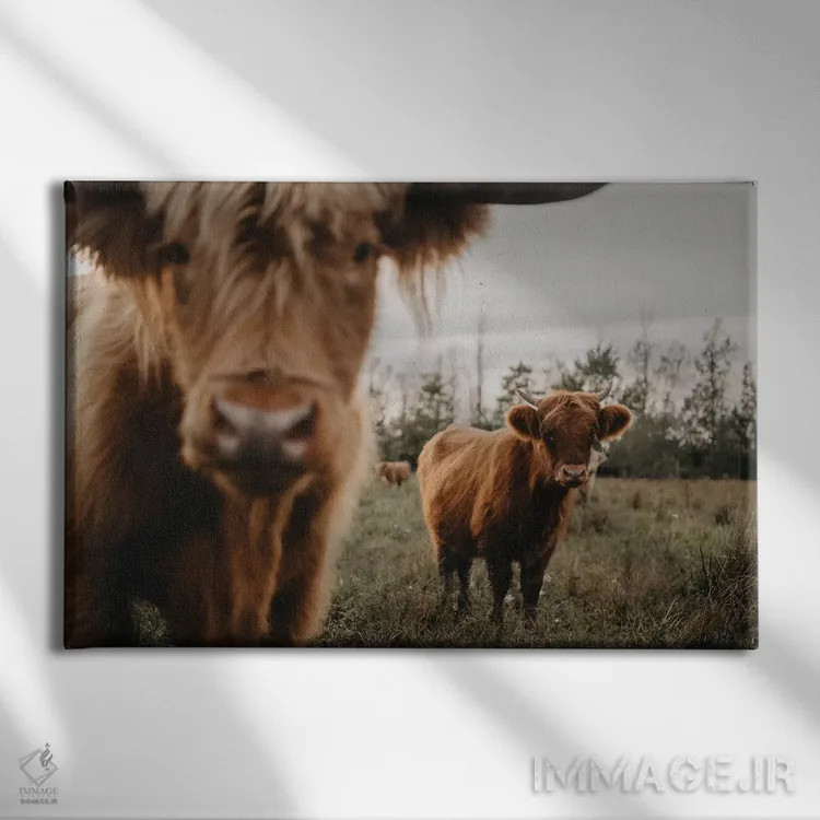 تابلو گاوهای هایلند اثر چلسیا ویکتوریا - نمای روبهرو روی دیوار