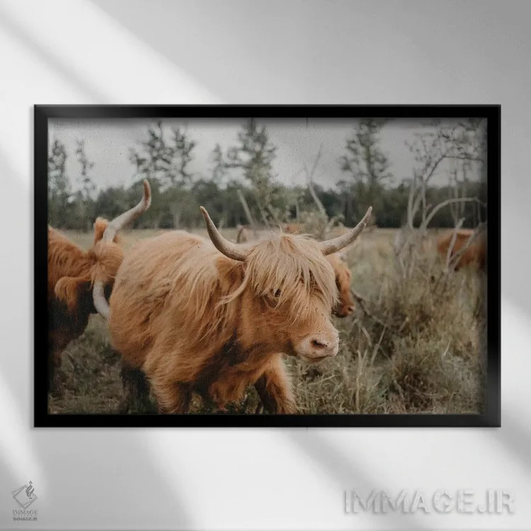 تابلو گاو هایلند در حرکت اثر چلسیا ویکتوریا - نمای قابدار مشکی