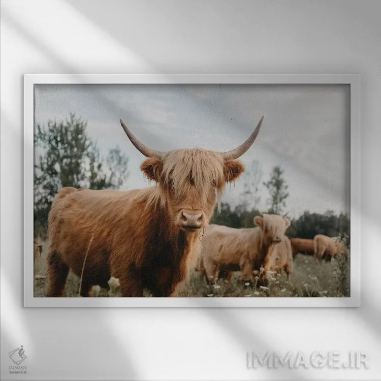 تابلو گاو هایلند اثر چلسیا ویکتوریا - نمای قابدار سفید
