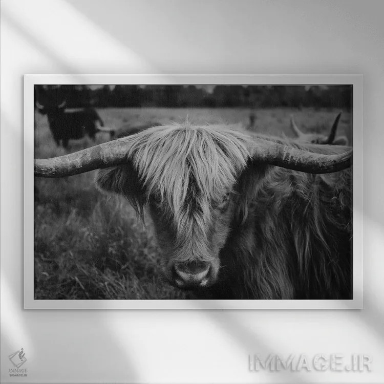 تابلو گاو هایلند سیاه و سفید اثر چلسیا ویکتوریا - نمای قابدار سفید