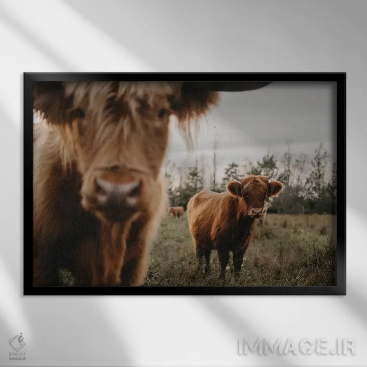 تابلو گاوهای هایلند اثر چلسیا ویکتوریا - نمای قابدار مشکی