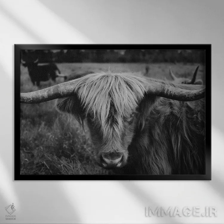 تابلو گاو هایلند سیاه و سفید اثر چلسیا ویکتوریا - نمای قابدار مشکی