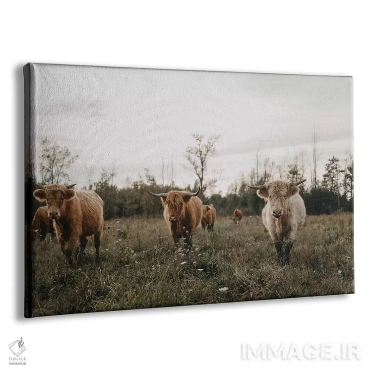 تابلو گاوهای هایلند در غروب اثر چلسیا ویکتوریا - نمای پرسپکتیو محصول
