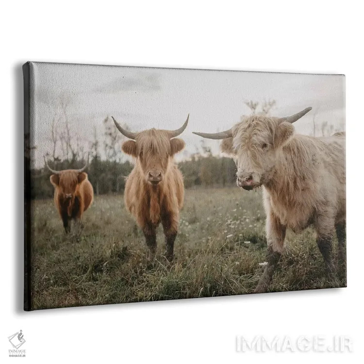 تابلو گاوها در دشت هنگام طلوع خورشید اثر چلسیا ویکتوریا - نمای پرسپکتیو محصول