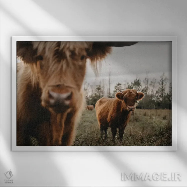 تابلو گاوهای هایلند اثر چلسیا ویکتوریا - نمای قابدار سفید