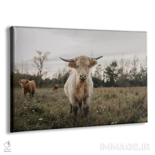 تابلو گاو هایلند سفید کنجکاو اثر چلسیا ویکتوریا - نمای پرسپکتیو محصول