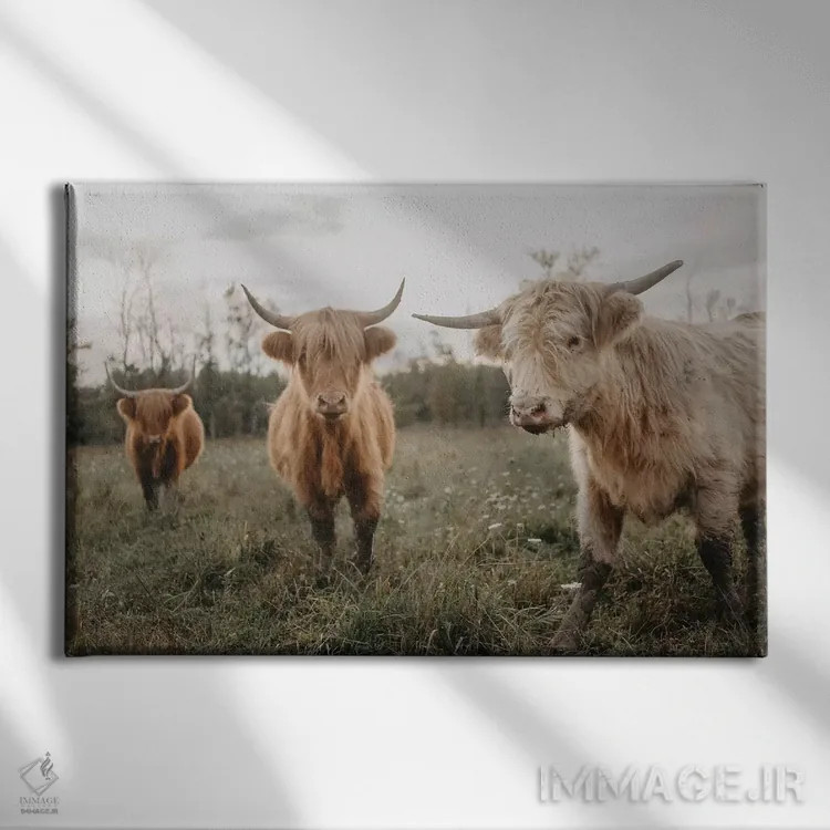 تابلو گاوها در دشت هنگام طلوع خورشید اثر چلسیا ویکتوریا - نمای روبهرو روی دیوار