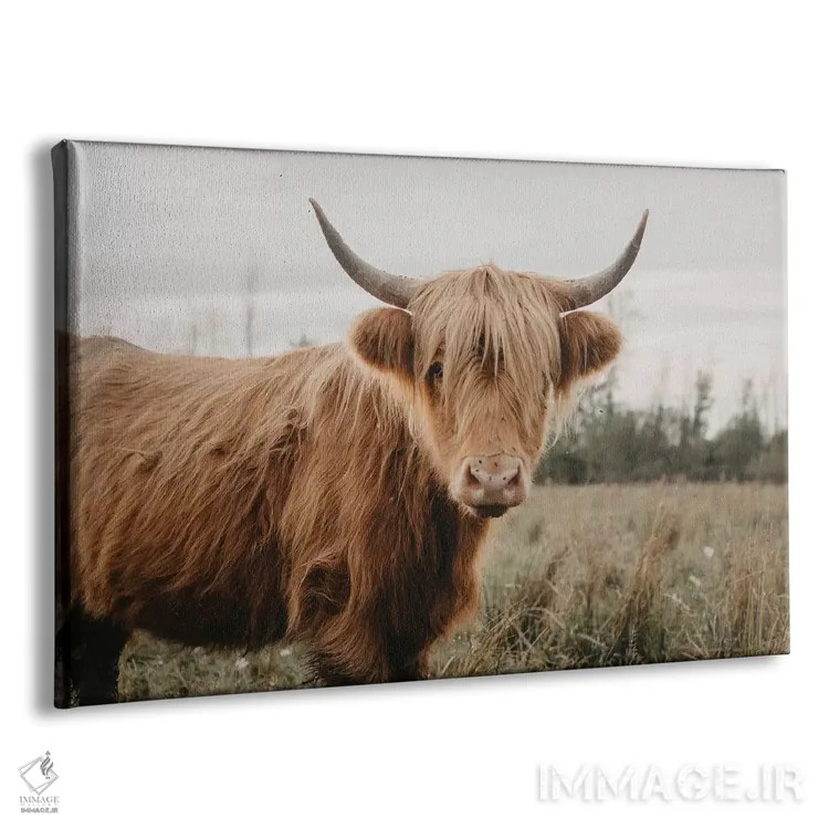 تابلو گاو هایلند مقاوم اثر چلسیا ویکتوریا - نمای پرسپکتیو محصول