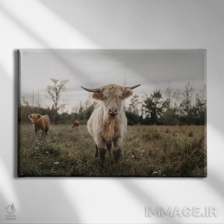 تابلو گاو هایلند سفید کنجکاو اثر چلسیا ویکتوریا - نمای روبهرو روی دیوار