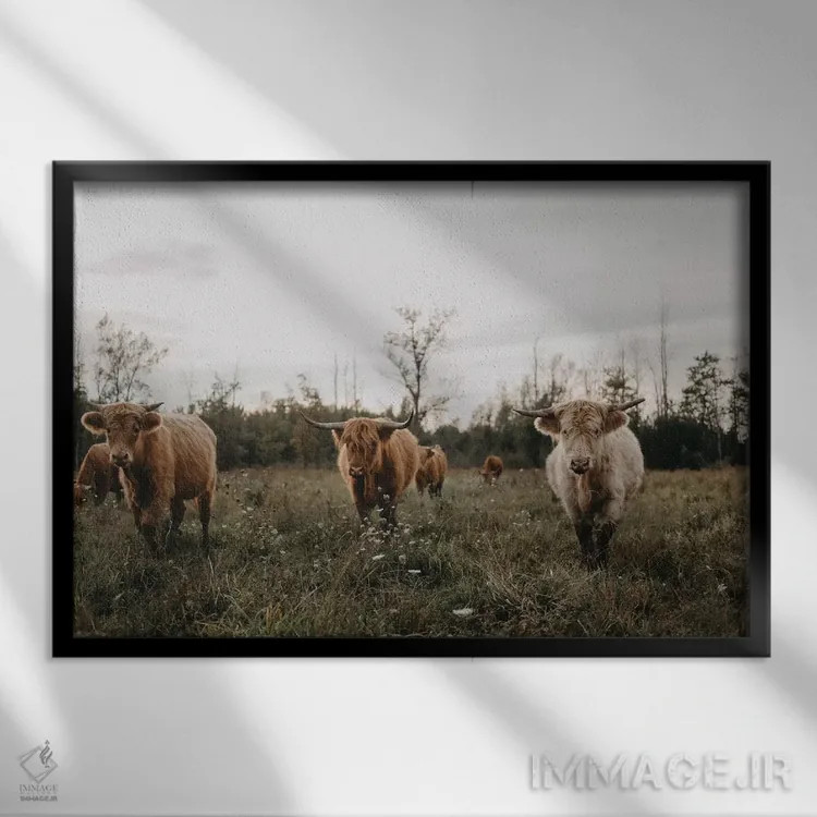 تابلو گاوهای هایلند در غروب اثر چلسیا ویکتوریا - نمای قابدار مشکی