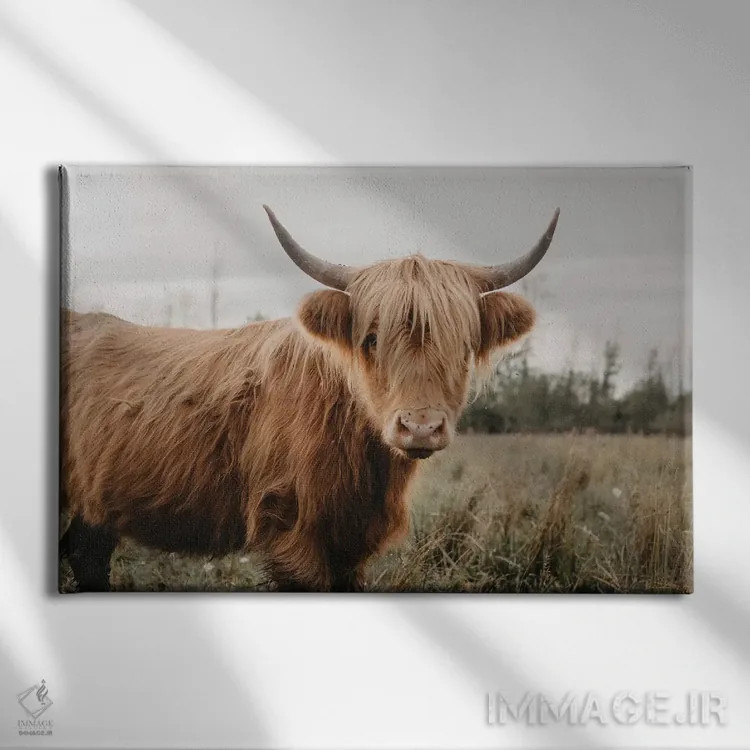 تابلو گاو هایلند مقاوم اثر چلسیا ویکتوریا - نمای روبهرو روی دیوار