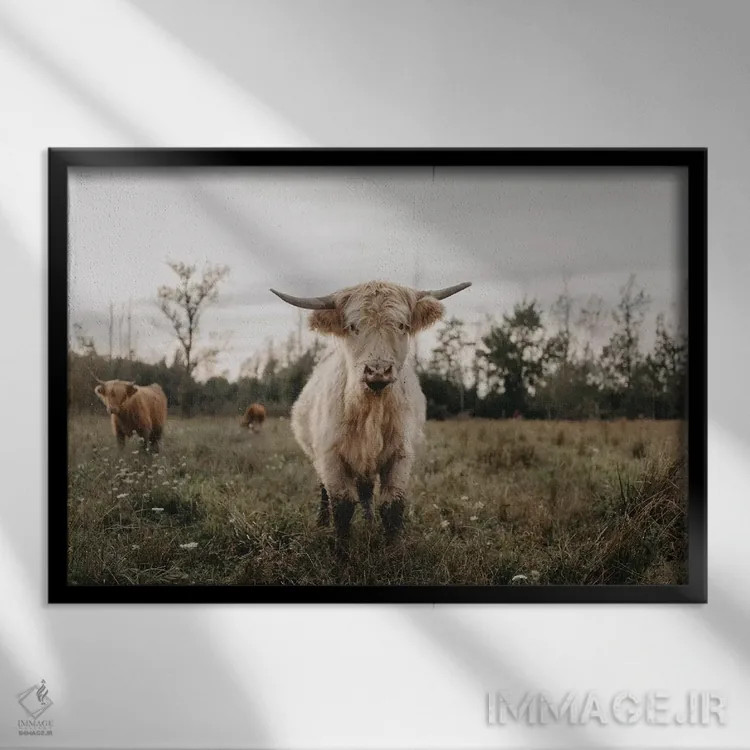 تابلو گاو هایلند سفید کنجکاو اثر چلسیا ویکتوریا - نمای قابدار مشکی