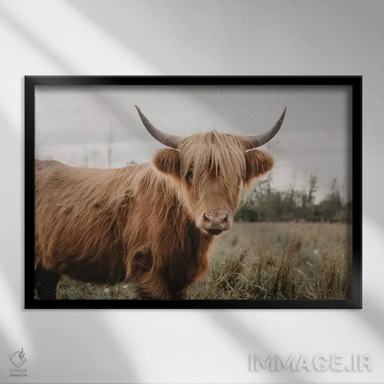 تابلو گاو هایلند مقاوم اثر چلسیا ویکتوریا - نمای قابدار مشکی